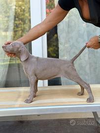 Weimaraner cuccioli pubblicità segugio