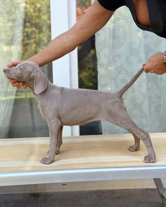 Weimaraner cuccioli pubblicità segugio