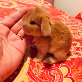 Conigli nani minilop