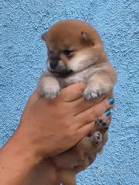 Stupenda cucciola Shiba