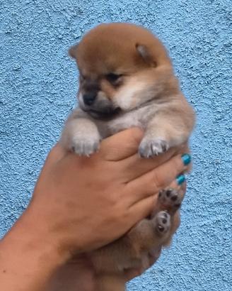 Stupenda cucciola Shiba