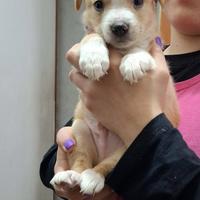 Adozione cuccioli 2 mesi tg media