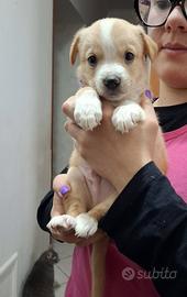 Adozione cuccioli 2 mesi tg media