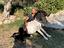Immagine 6