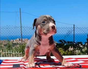 Pitbull ukc