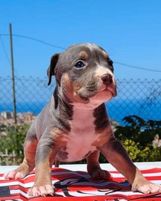 Pitbull ukc