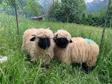 Pecore naso nero del vallese