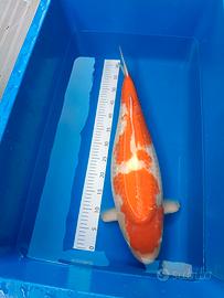 Carpe Koi Giapponesi alta qualità jumbo