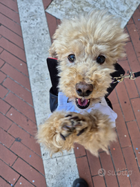 Barboncino si propone per riproduzione