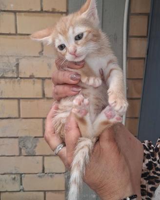 Gattina rossa 2 mesi