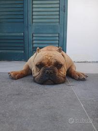 American bully
