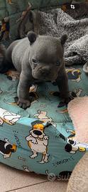 Bull dog francese