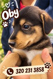 OBY: cucciolo