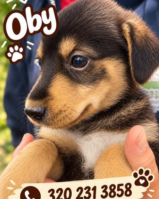 OBY: cucciolo