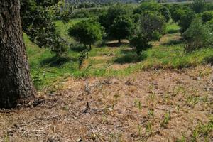 Terreno Agricolo Squillace Lido (CZ)