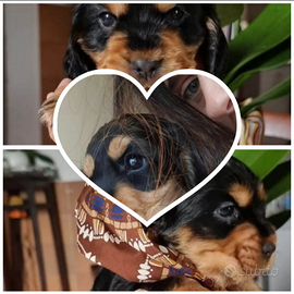 Cuccioli di Cocker Spaniel Inglese con Pedigree