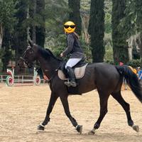 Cavallo da salto ostacoli