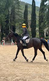 Cavallo da salto ostacoli