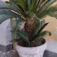 pianta cycas