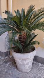 pianta cycas