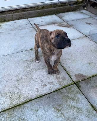 Cucciola di pitbull