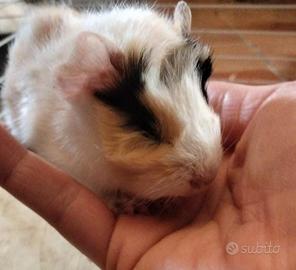 Porellini d india(cavie peruviane)