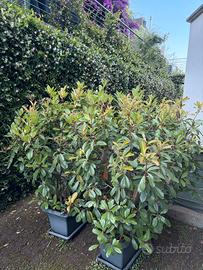 Photinia