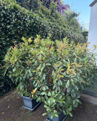 Photinia