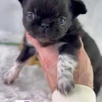 Chihuahua thailandese prenotabile con pedigree