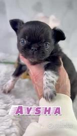 Chihuahua thailandese prenotabile con pedigree
