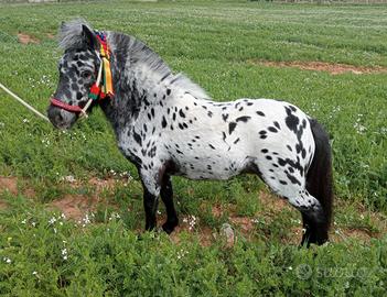 Pony appaloso