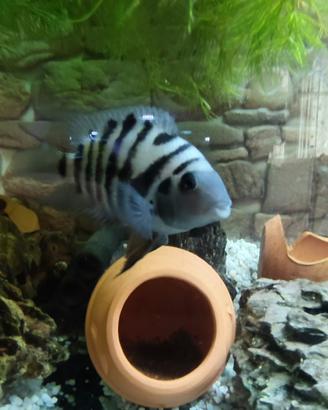 Ciclidi di Amatitlania nigrofasciata