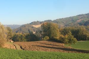 Terreno agricolo pianeggiante e piccolo bosco