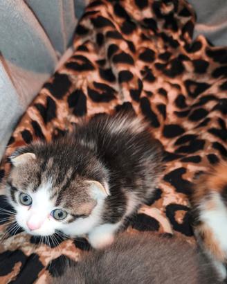 Ultimo cucciolo scottish fold