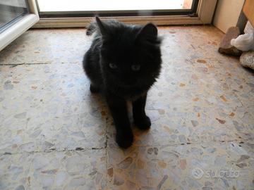Gattina di circa 4 mesi