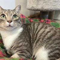 Cucciolo di gatto grigio tigrato