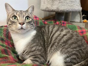 Cucciolo di gatto grigio tigrato