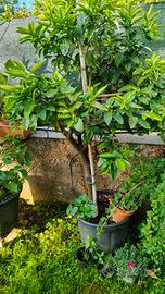  piante di agrumi