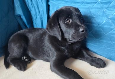 Labrador