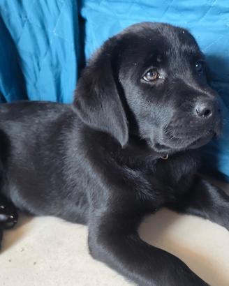Labrador