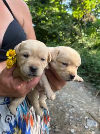 Labardor Retriever