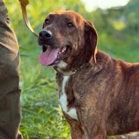 Segugio maremmano in adozione