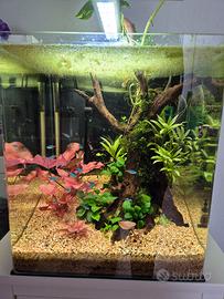 acquario 60l 