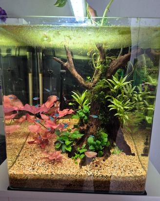 acquario 60l 