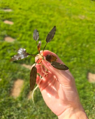 Cryptocoryne