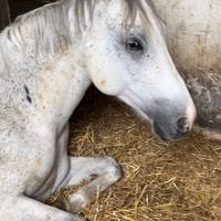 Cavallo da compagnia
