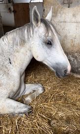 Cavallo da compagnia