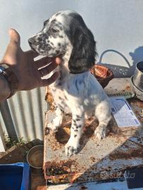 Setter