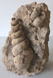 Grande fossile TURRITELLA dai Colli Berici Vicenza