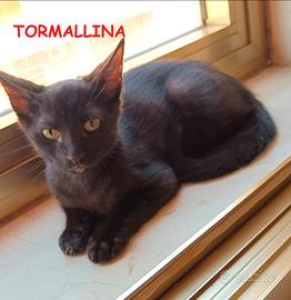 TORMALLINA micina nera di 3 mesi